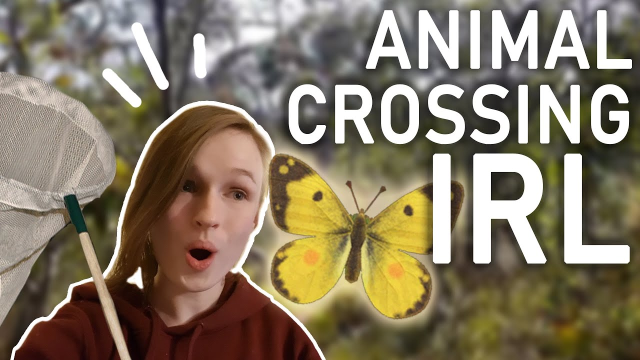 I tried catching bugs in real life