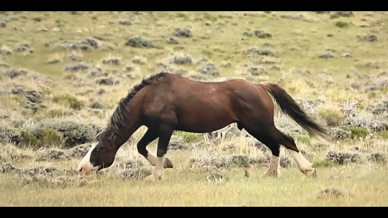 WILD HORSES OF AMERICA S2 E26 Teton and Jack of Hearts at Salt Wells Creek in Wyoming by Karen King