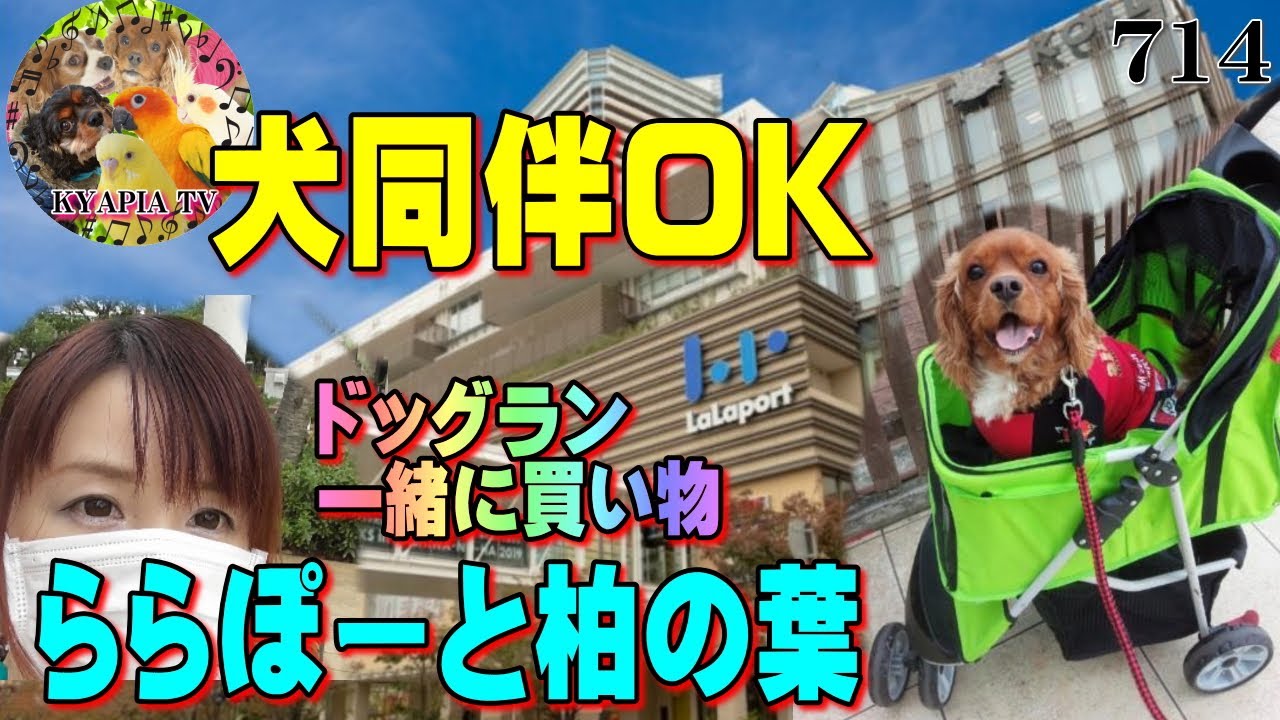 キャバリア犬同伴・ららぽーと柏の葉にお出かけ｜ご飯 ランチ ドッグラン 千葉