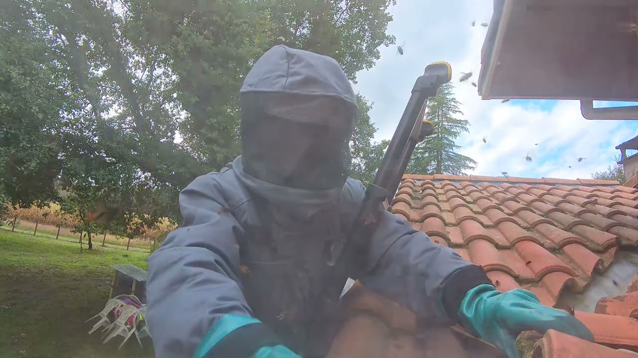 Ils m&rsquo;attaquent avant que je commence ! Un comportement surprenant des frelons asiatiques