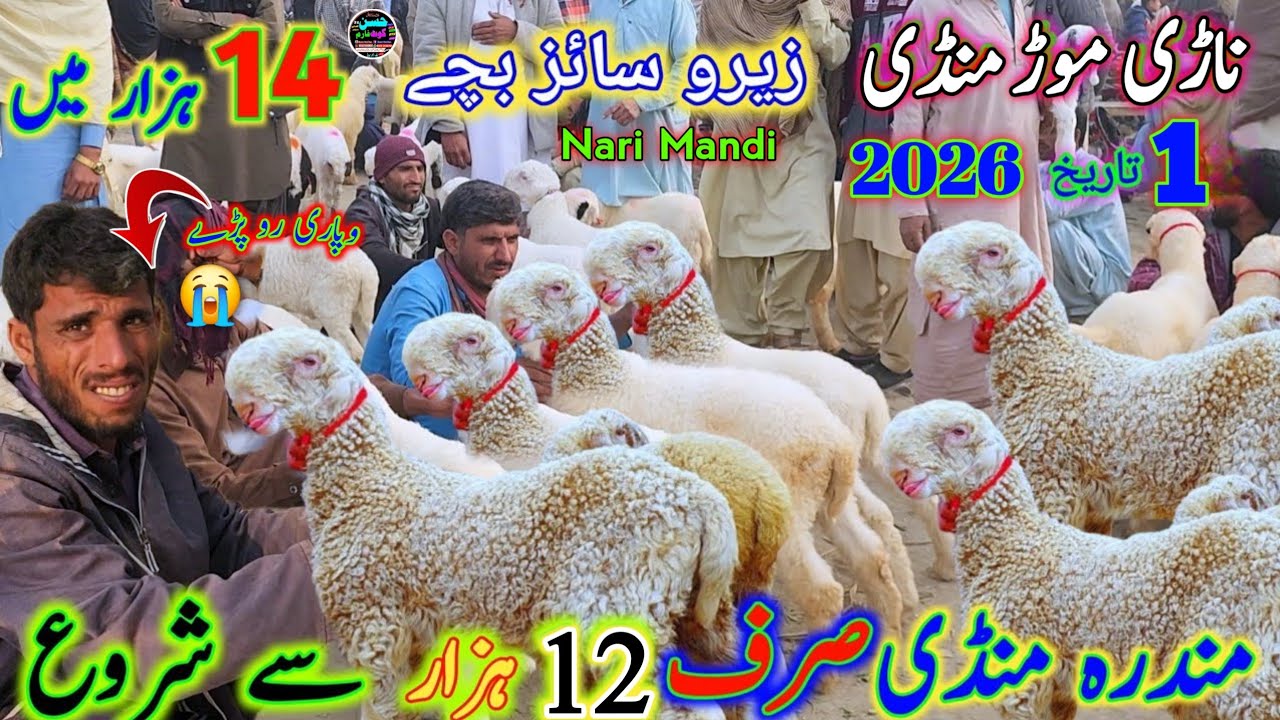 1 February 2026 punjab pakistan ki badi Mundra chatra mandi update ناڑی موڑ منڈی visit 0313,3502828 