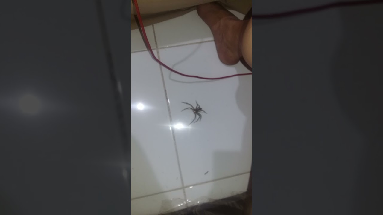 Animal/insect Totem
