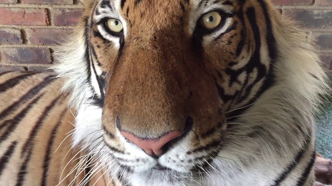 Close up into a tiger's eye