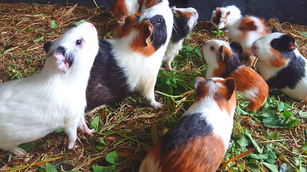 Cute Guinea pigs eating ASMR , Guinea pig food mukbang ASMR, cute baby Guinea pigs 