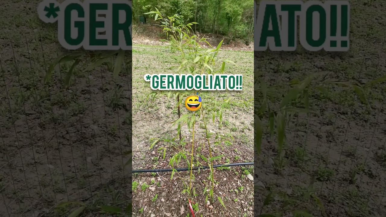 Bamboo gigante: meglio moso o madake?