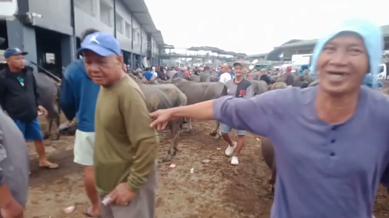 Matumal ang mga kalabaw.(Feb.6,2026) #viralvideo #livestock #carabao #buffalo #animals 