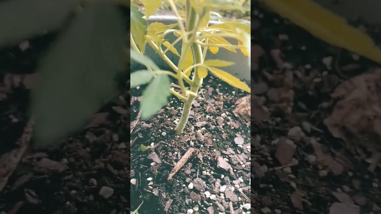 Topped Twice How Old Is She??? #fyp #grow #in #5 #gallon #bucket #grow #with #us #from #seed
