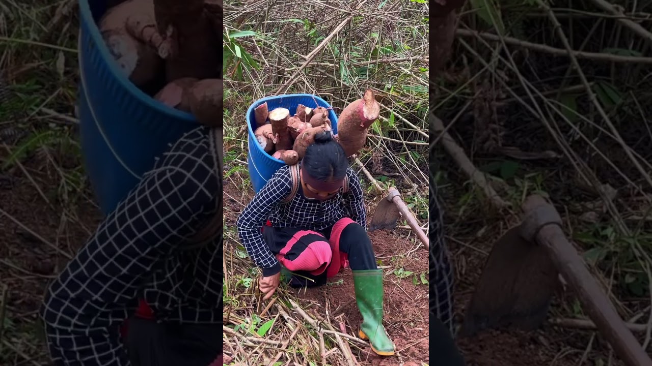 Distilling liquor from fresh cassava-Dinh of the highlands
