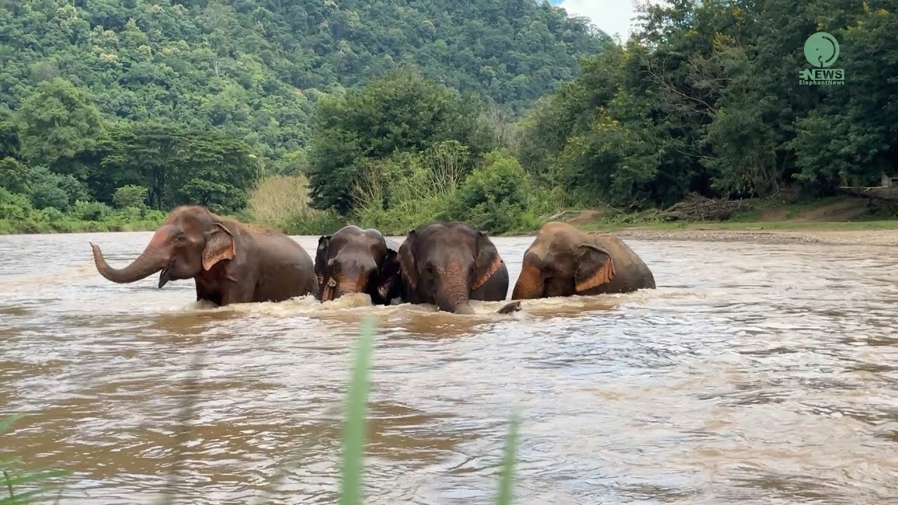 Former Zoo Elephant &lsquo;Tang Mo&rsquo; Thriving at Her Sanctuary Home - ElephantNews