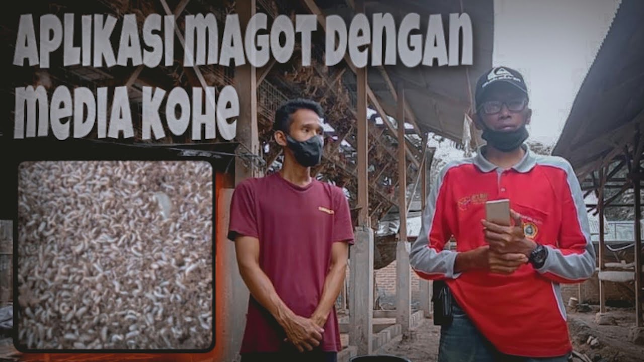 Budidaya maggot media kohe di bawah kandang ayam petelur
