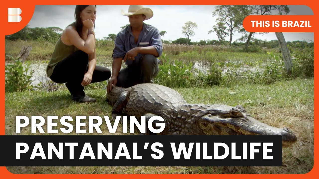 Wild Encounters in Brazil’s Pantanal Wetlands | This Is Brazil