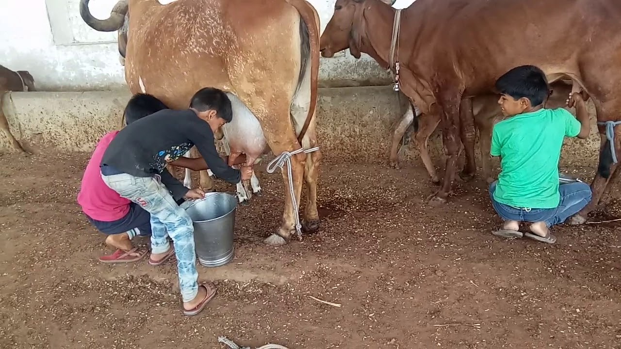 Ganga Gir Gosala Kishangarh Ajmer mo no 7023151275