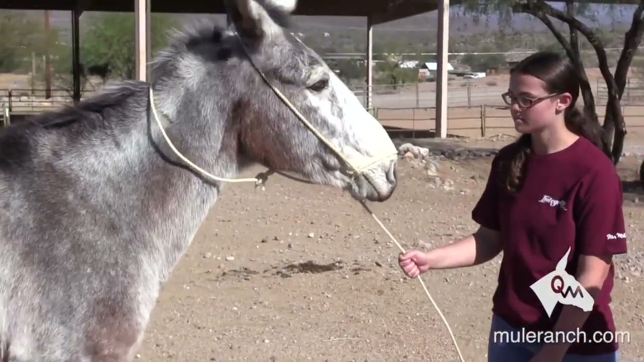 Mule and Donkey Videos... Steve Edwards' Greatest Hits (Kinda)