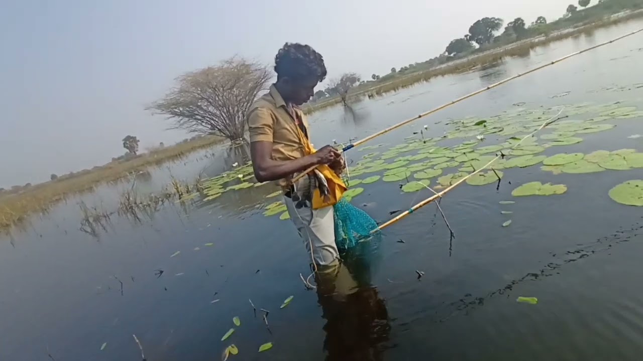 தொடர்ந்து பெரிய ஜிலேபி மீன் 🐟🐟🐟🎣🎣 fishing 🐟🎣🎣 video 🎣🎣🎣