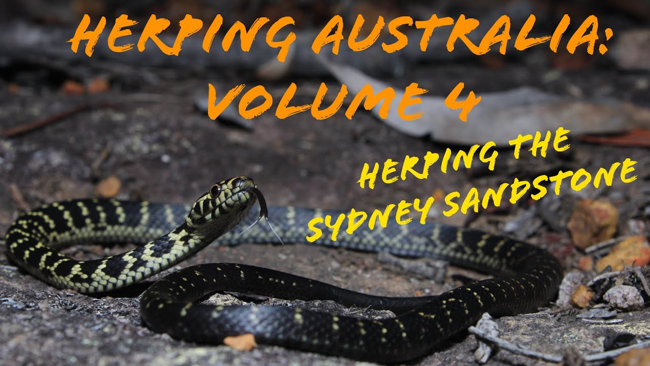 Herping Australia: Volume 4: Herping the Sydney sandstone
