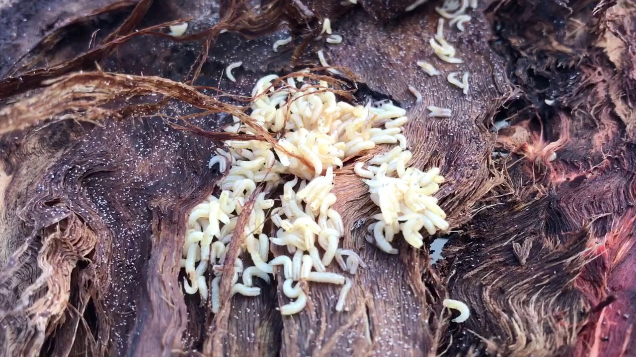 Tree Larva - Wait until the end...