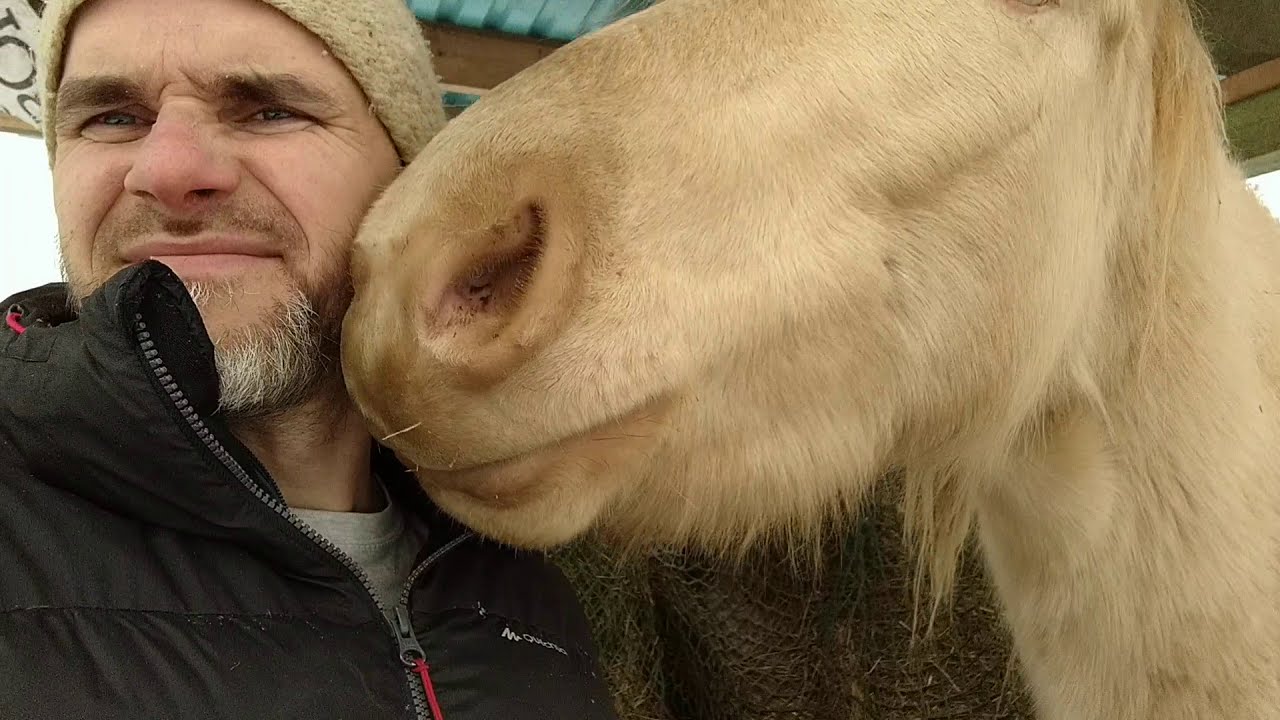 Czy konie są w stanie przeżyć bez stajni w zimie przy -10 stopniach Celcjusza?