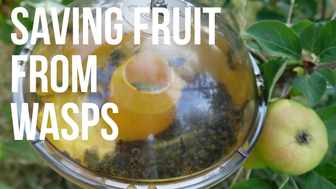 Wasp Traps - Do They Work? Trying To Stop The Wasps From Having All Our Fruit And Honey