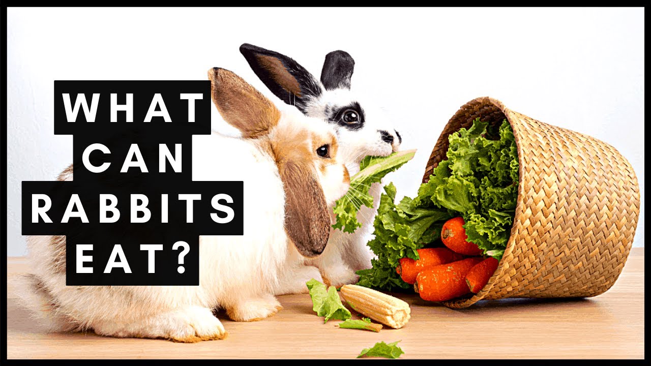What Can Rabbits Eat?