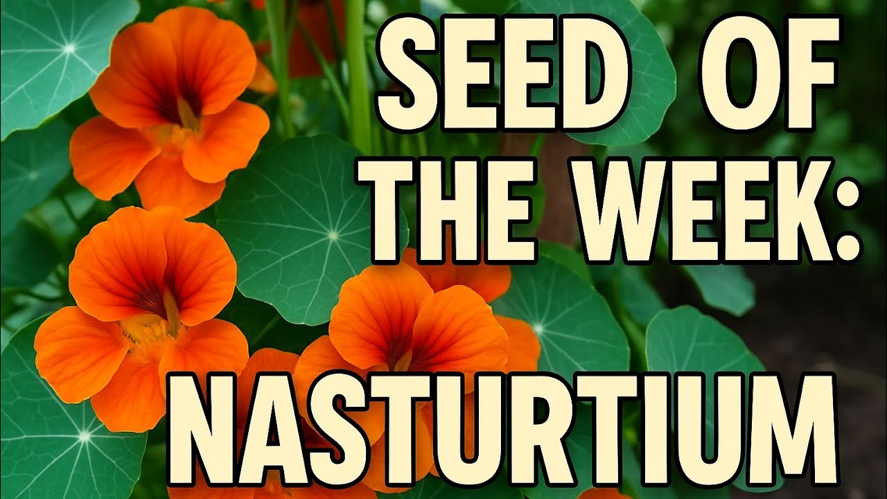 Seed of the Week 16: Nasturtium // Make The Most Of Empty Space Now! #gardening #seedsowing