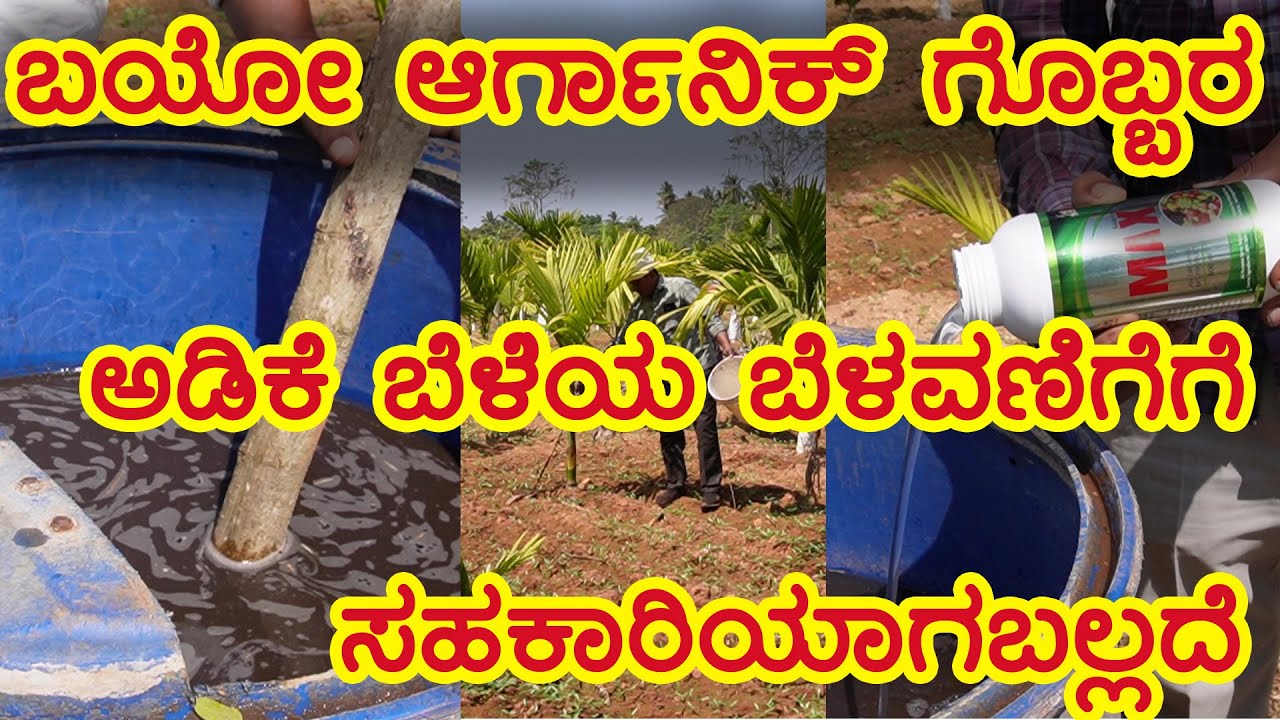 ಬಯೋ ಆರ್ಗಾನಿಕ್ ಗೊಬ್ಬರ ಅಡಿಕೆ ಬೆಳೆಯ ಬೆಳವಣಿಗೆಗೆ ಸಹಕಾರಿಯಾಗಬಲ್ಲದೆ  l Bio organic fertilizer l kannada