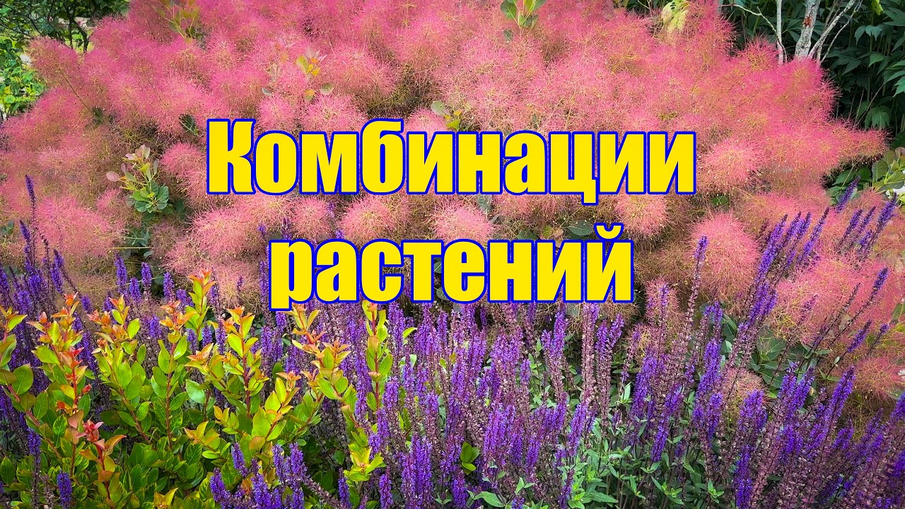 Vlog 614 - Как создать гармоничный миксбордер
