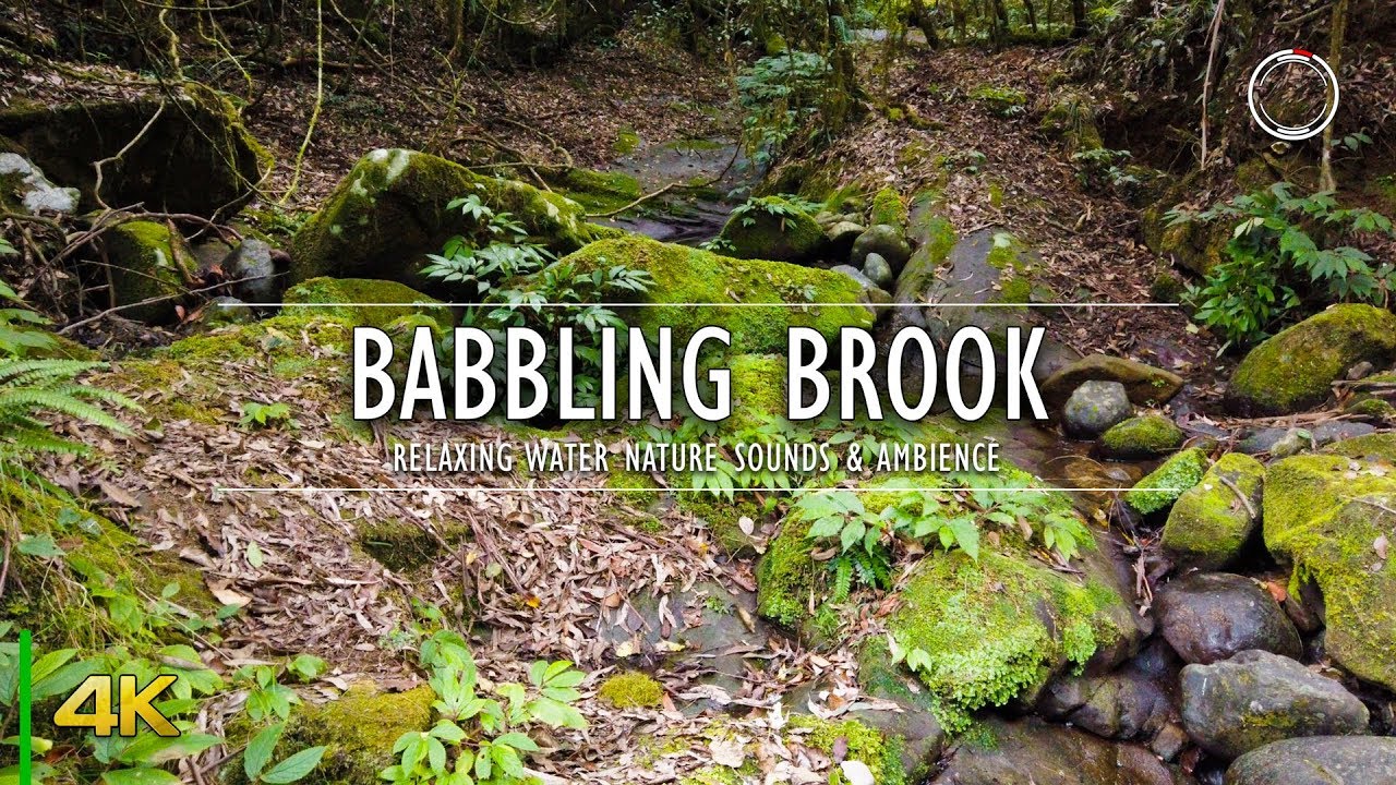 Babbling Brook - Calming Forest Creek Ambient Sounds | 4K Relaxing Nature | OmniHour
