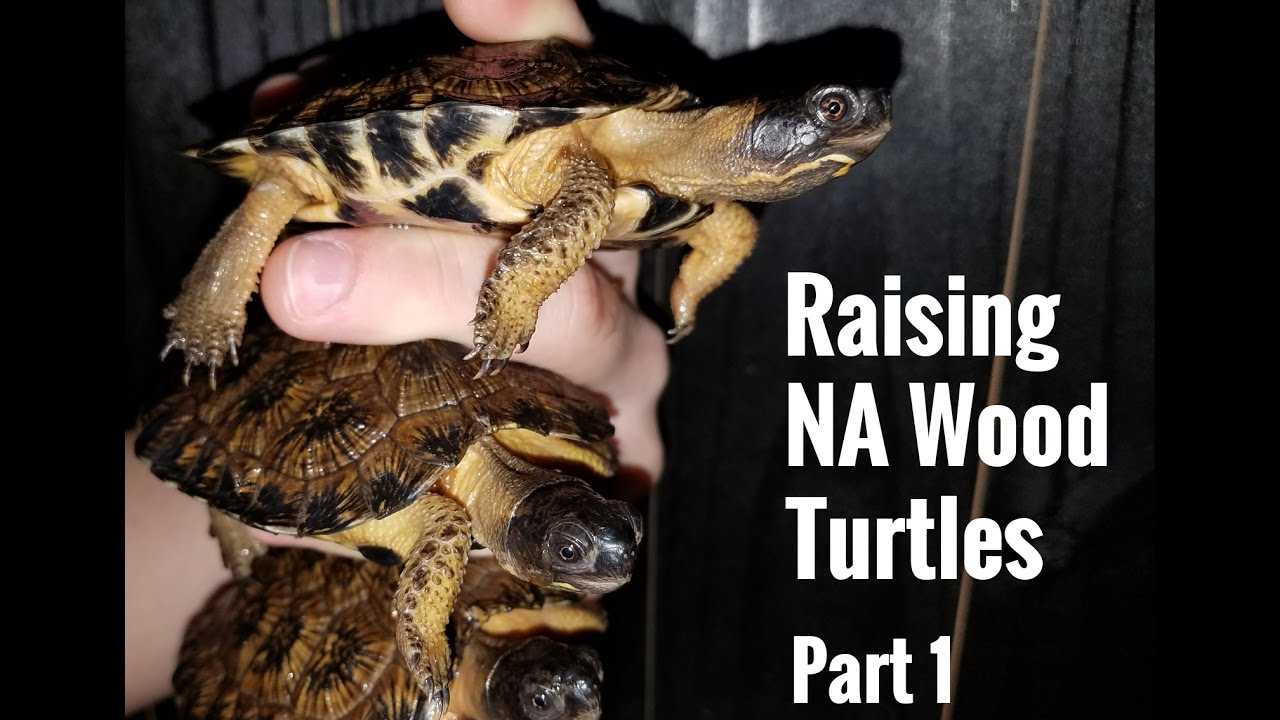 Raising North American Wood Turtles - Part 1