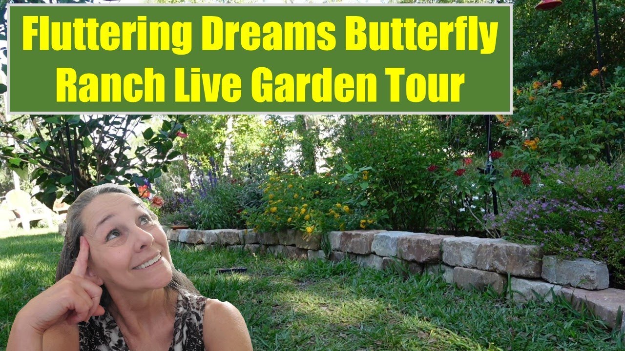 Fluttering Dreams Butterfly Ranch is LIVE in the butterfly garden!