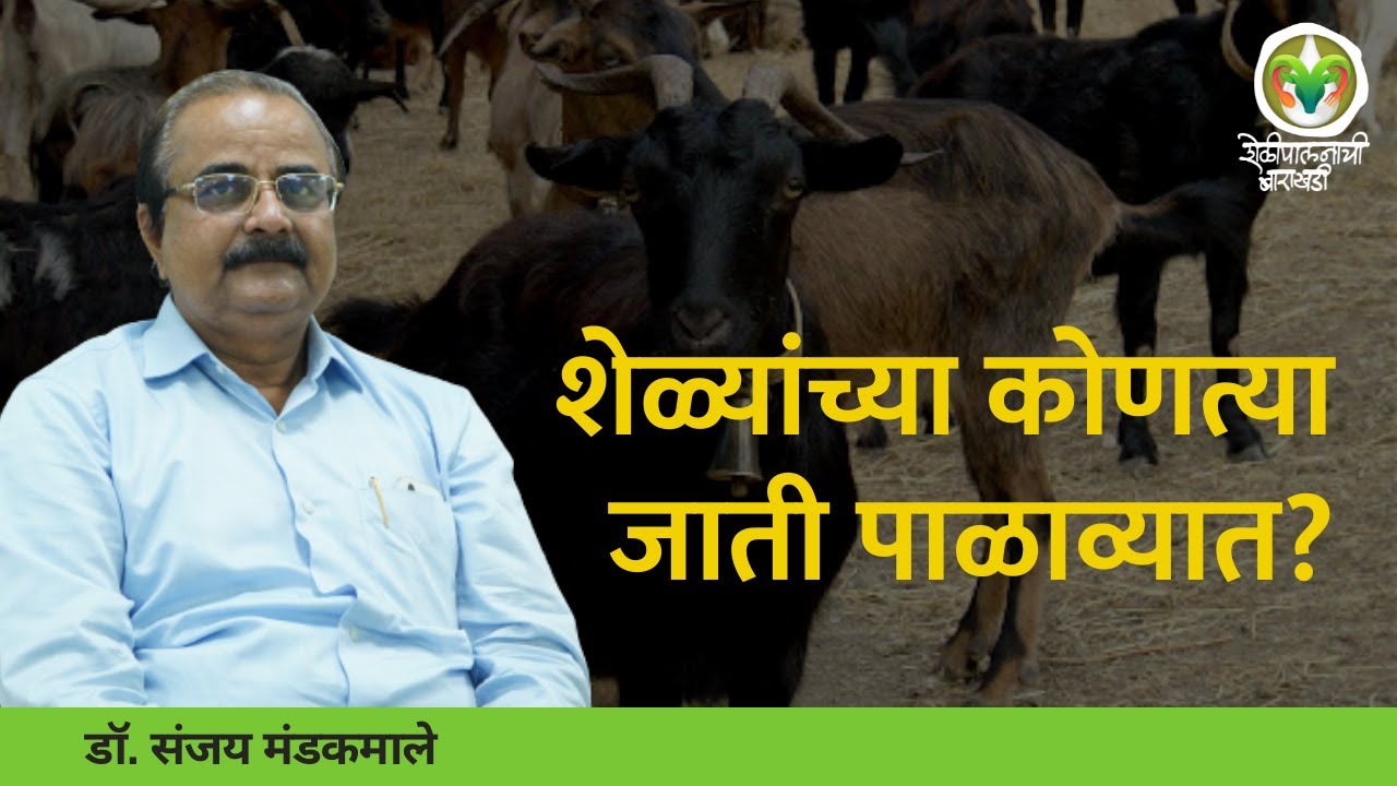 Goat Farming Guide Part - 2 | मांस उत्पादनासाठी कोणत्या जातीच्या शेळ्या पाळाव्यात? | Agrowon