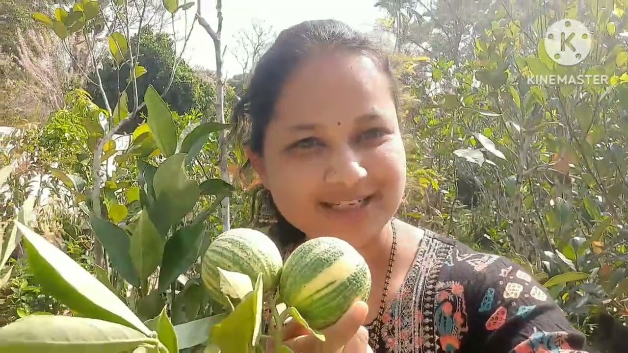 Rare Malayasian Variegated Musambi at Ankur Farm.