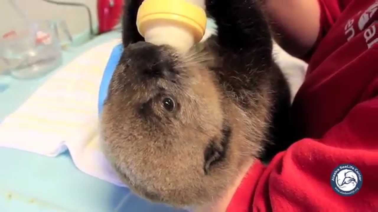 Sea Otter Pup Has Chronic Case of Cuteness