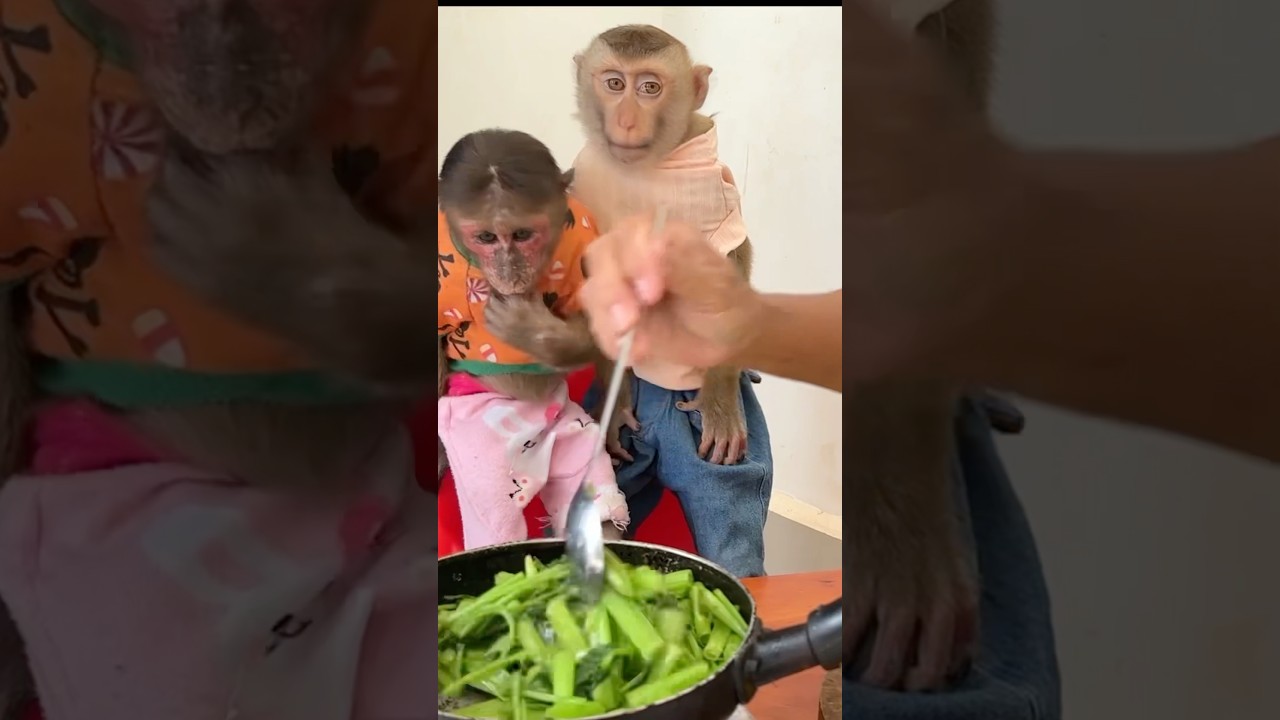 Baby monkeys curious about mom&rsquo;s cooking 🥘🐒