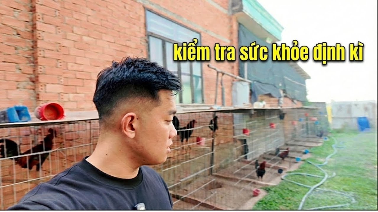 Bảo Tây Ninh kiểm tra sức khỏe định kì và 1 số lưu ý nhỏ để giúp gà tốt hơn sau khi hồi phục