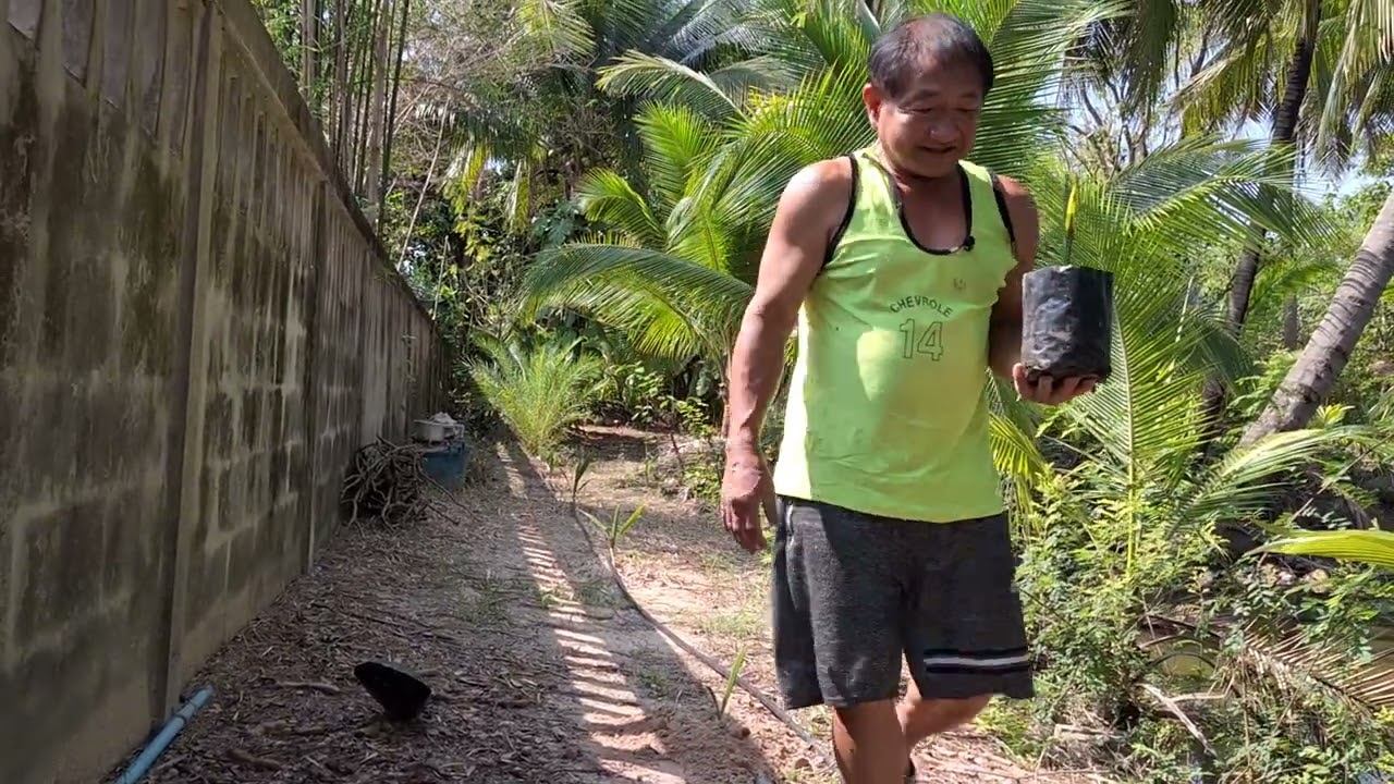 ปลูกอินทผาลัม #เกษตรพอเพียง  #เกษตรผสมผสาน  #อินทผาลัม 