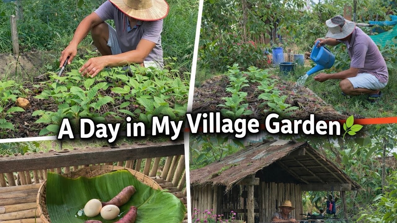 Peaceful life in the village: gardening,raising chicken and cooking on wood stoves ☘️