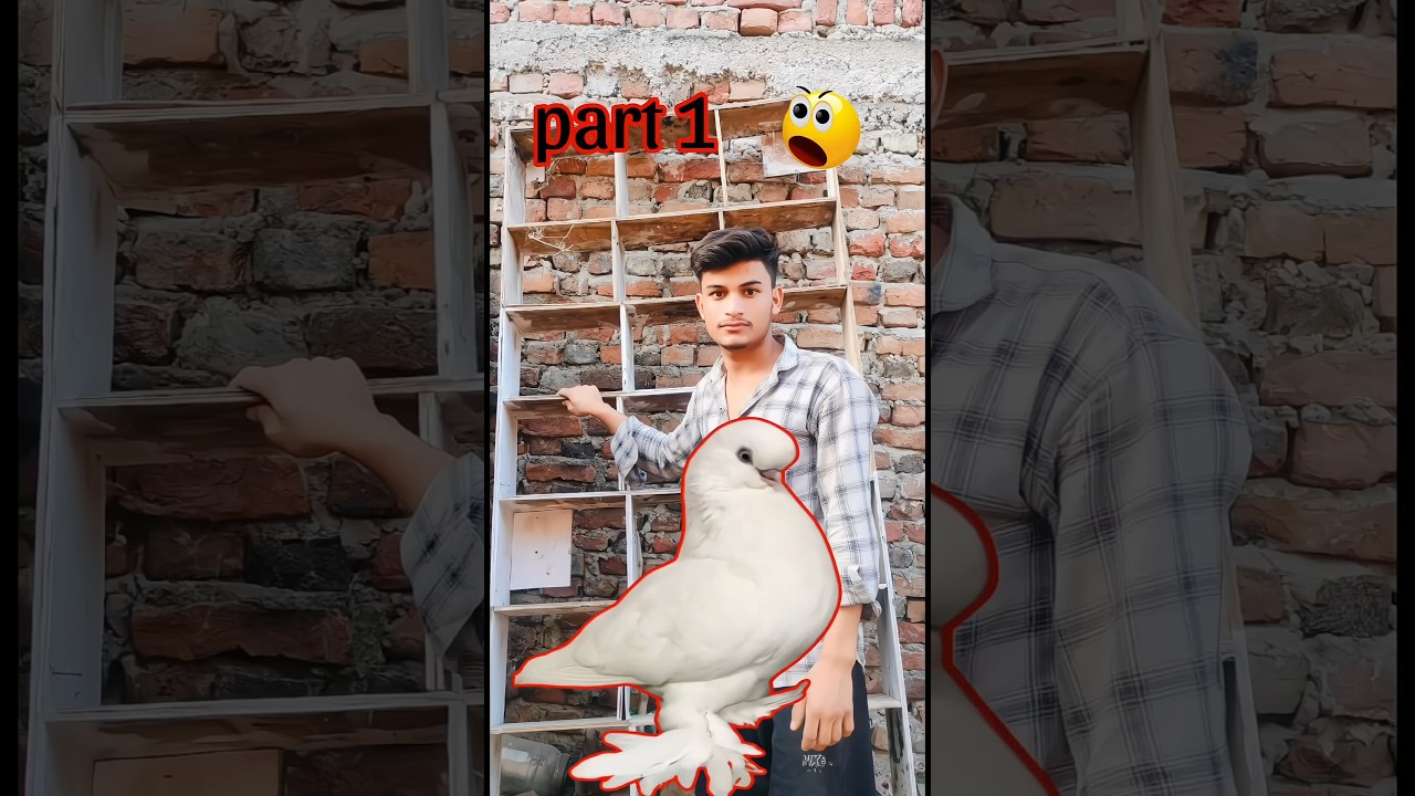 Pigeon loft introduction part 1 😲👍|