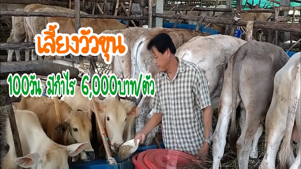 #เลี้ยงวัวขุน เลี้ยงวัวขุน100วัน มีกำไร 6,000 บาท/ตัว
