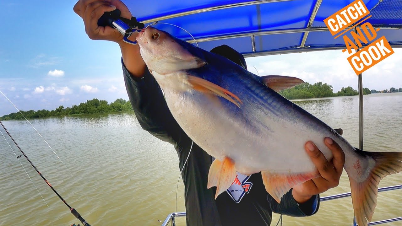 Jakpot Patin Buah,Catch and Cook!!