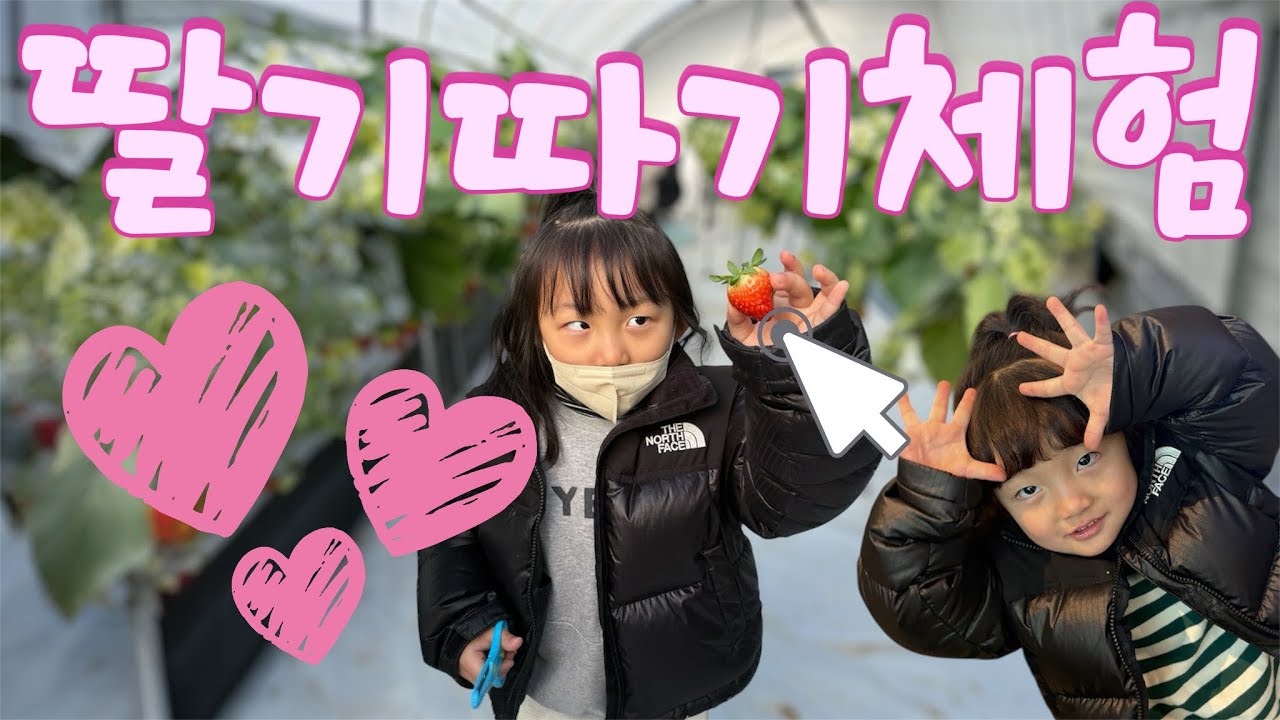 🍓딸기밭 초토화 시킨 자매들ㅋㅋ 직접 따다가 멈추질 못함‼️아이들이 딸기농장 가면 생기는 일😂