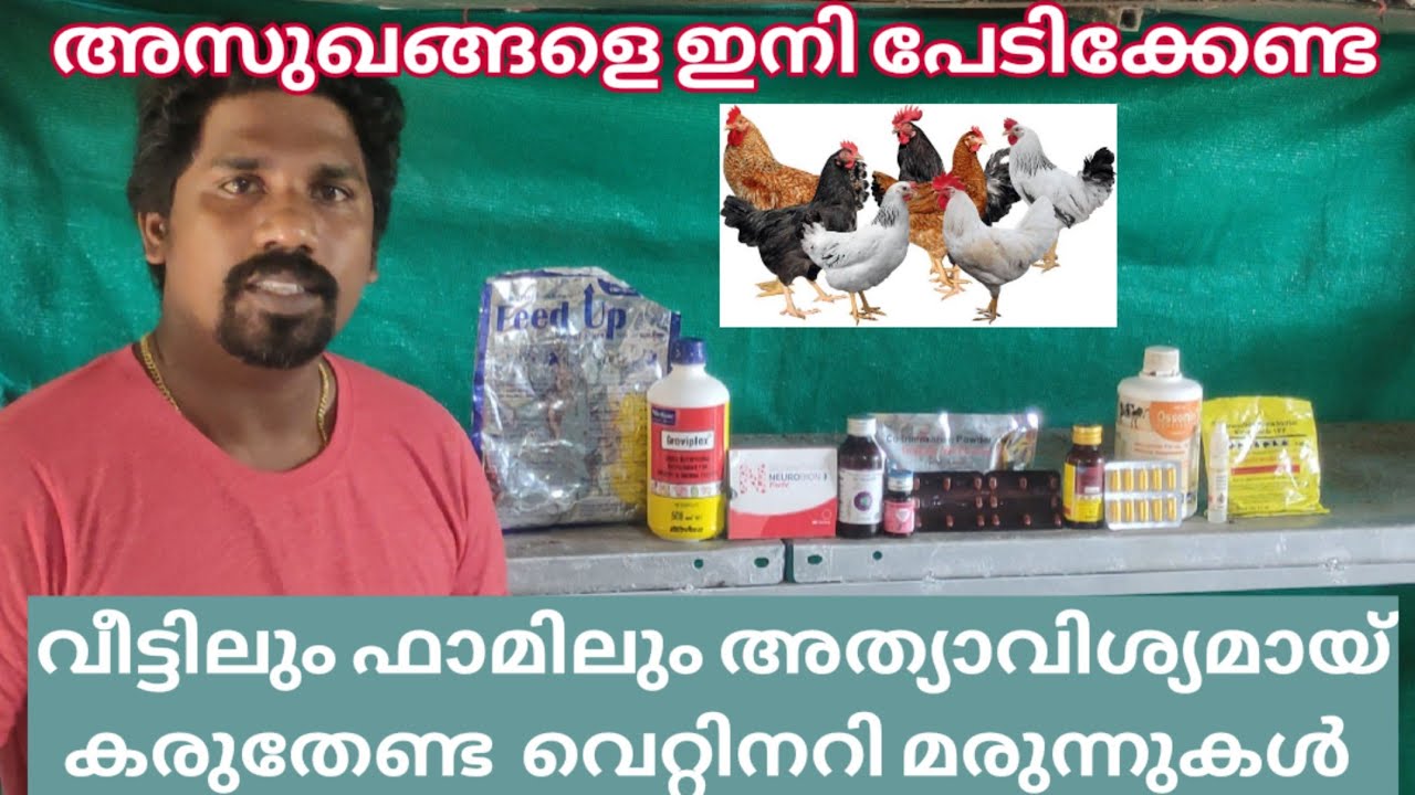 കോഴികളുടെ കഫക്കെട്ടും കുറങ്ങലും മാറ്റാൻ ഈയൊരു ഒറ്റമൂലി മതി/ chicken disease Home remedy malayalam