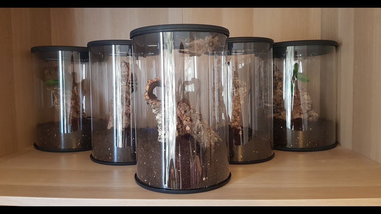 arboreal enclosure set-up