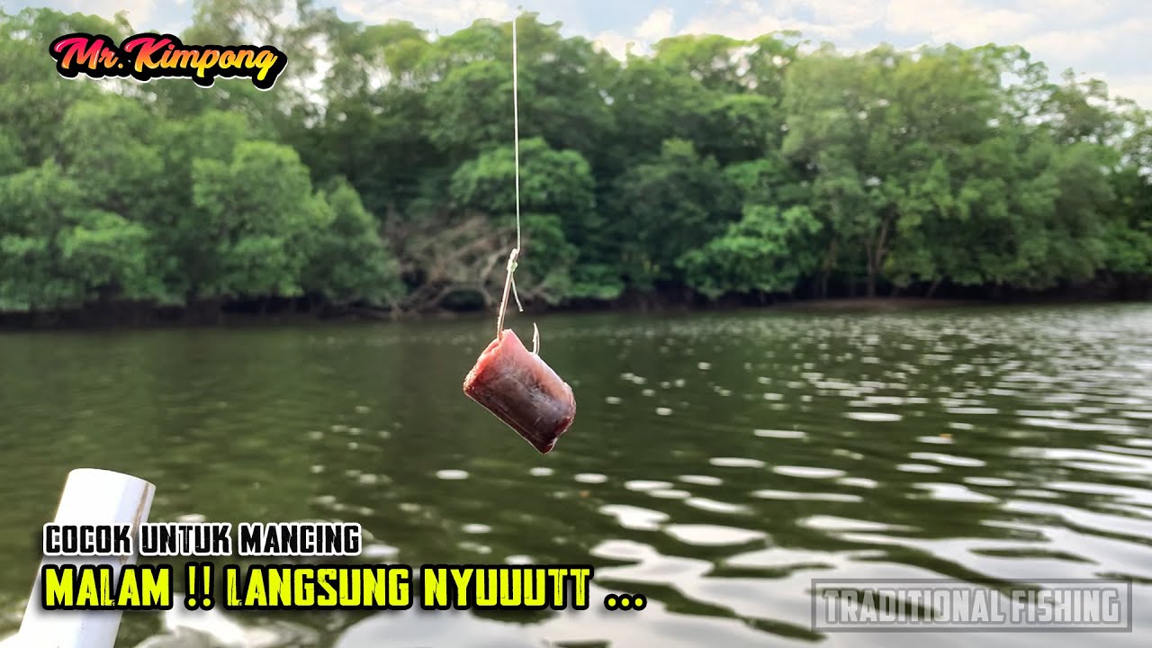 INILAH YANG TERJADI KETIKA PAKAI UMPAN BELUT SAWAH !! LIHAT HASILNYA