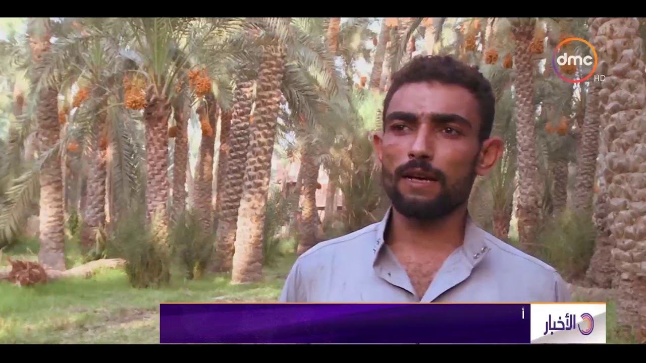 الأخبار - بدء موسم حصاد البلح بأنواعه المختلفة في مصر