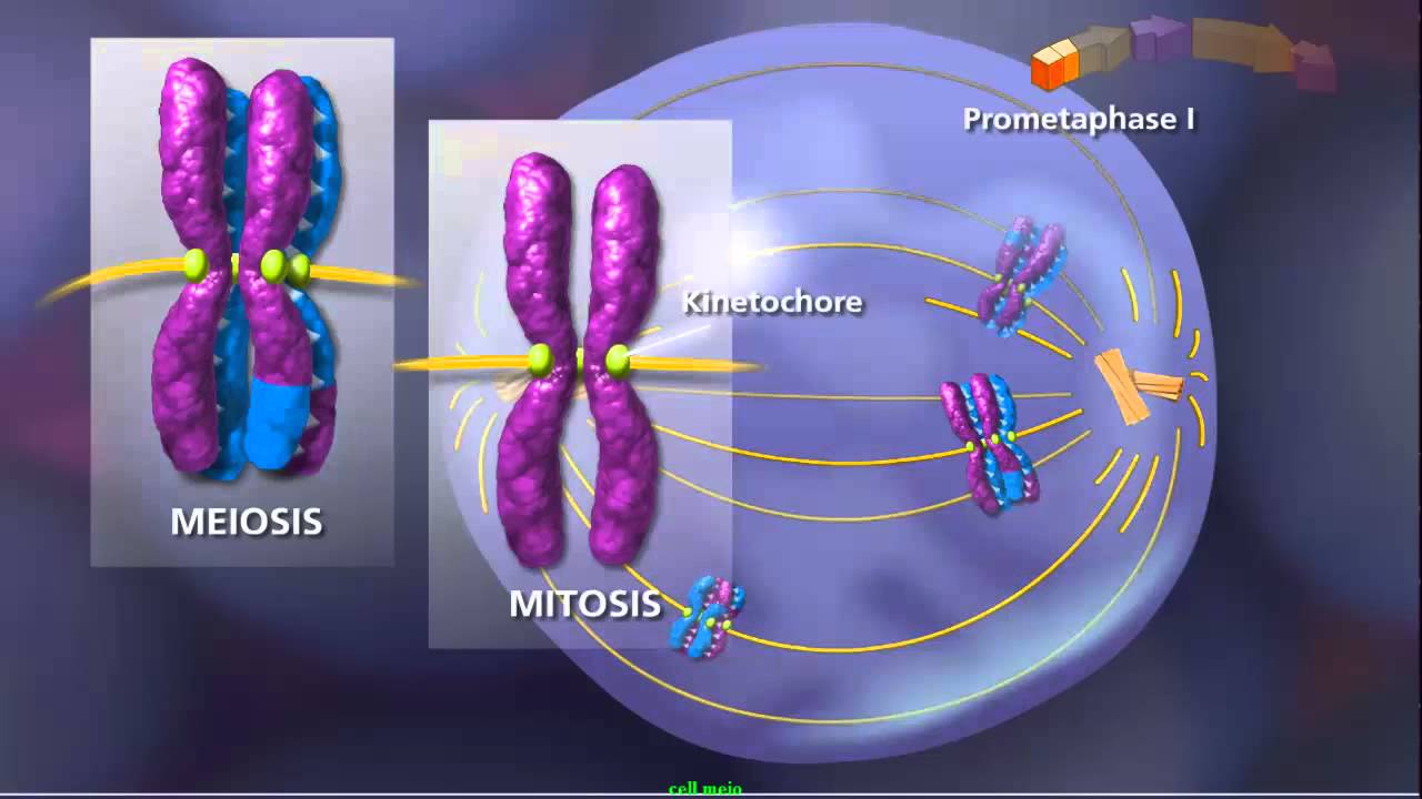 Meiosis - Plants and Animals