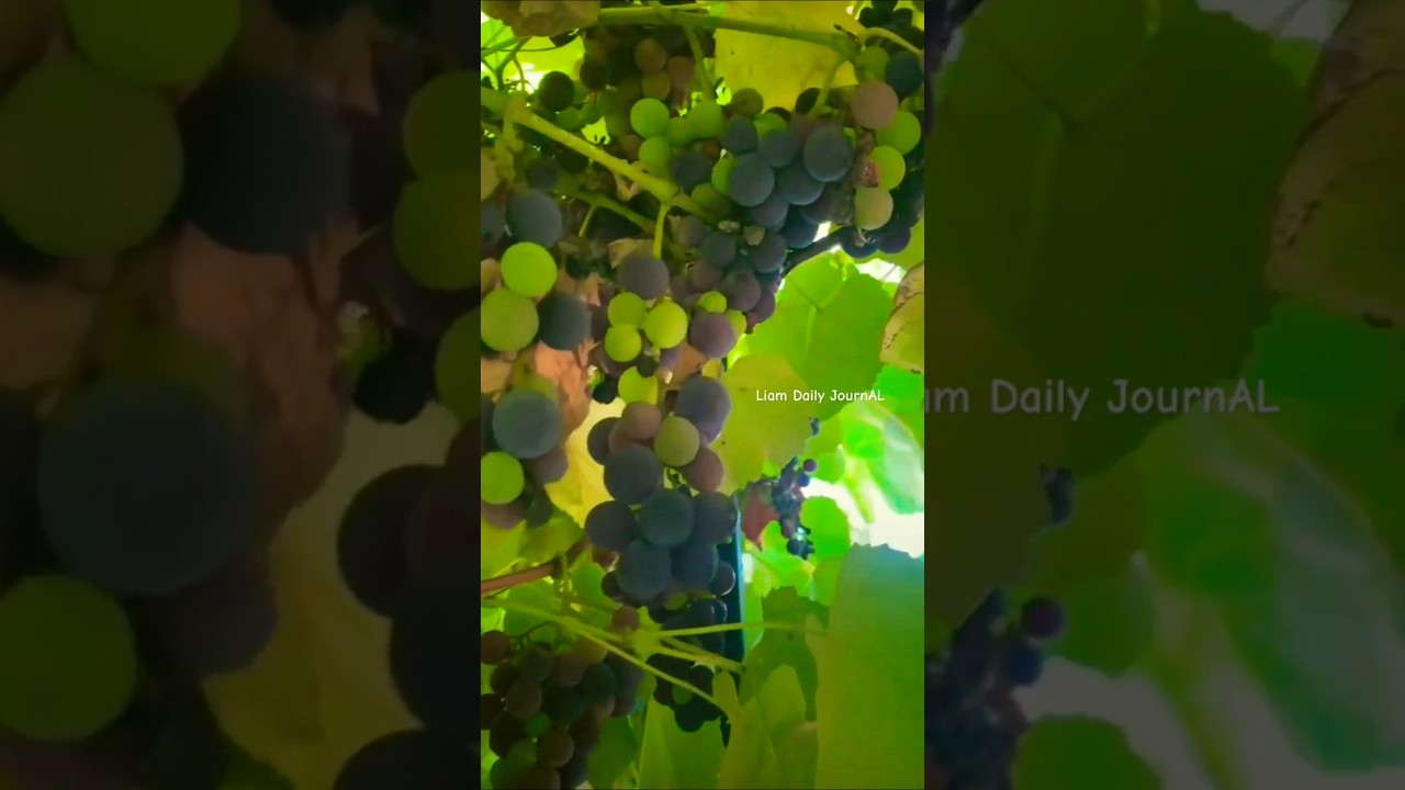 PENGEN TAK PRETELIN! #grape #anggur #anggurmerah #buahanggur #fruit #buah #freshfruits