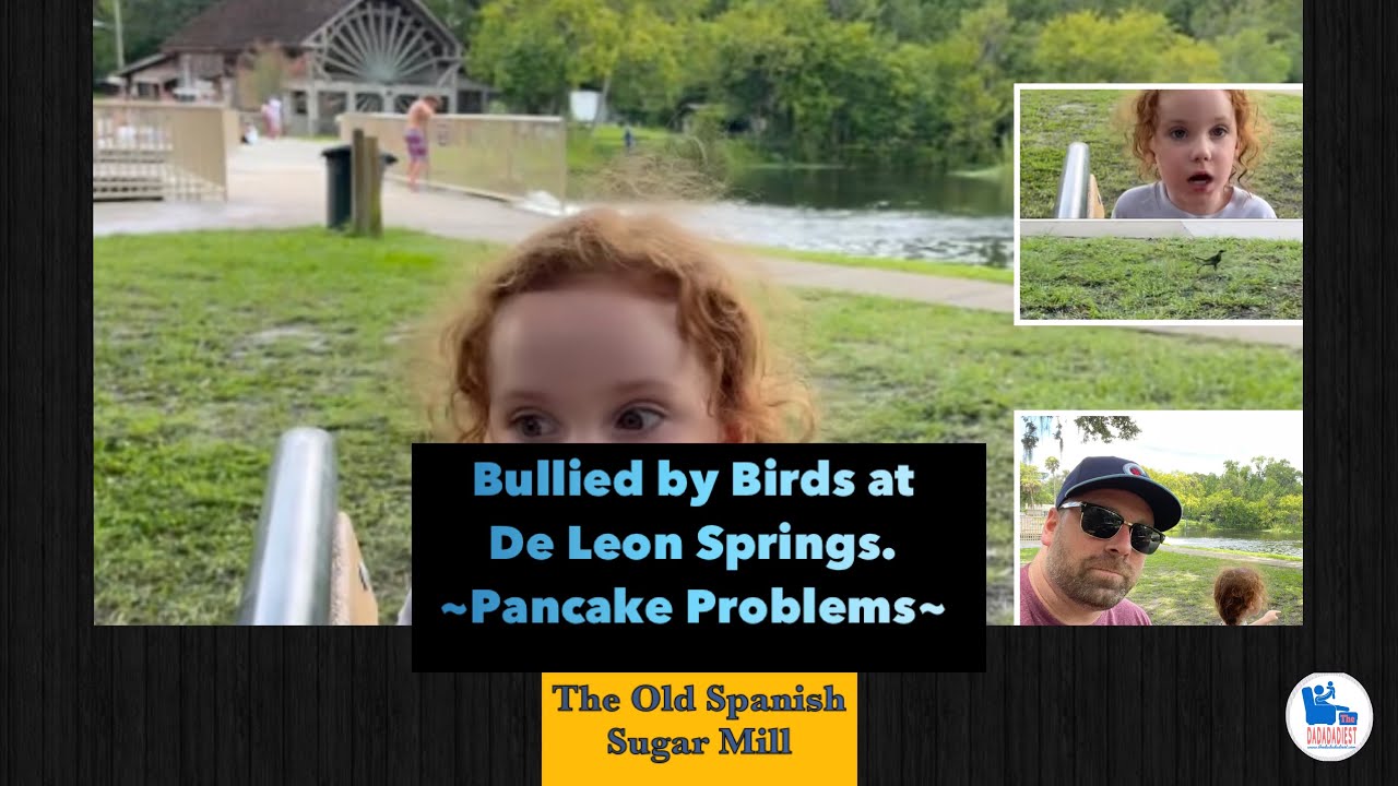 Waiting for Pancakes, Heckled by Bird Bullies