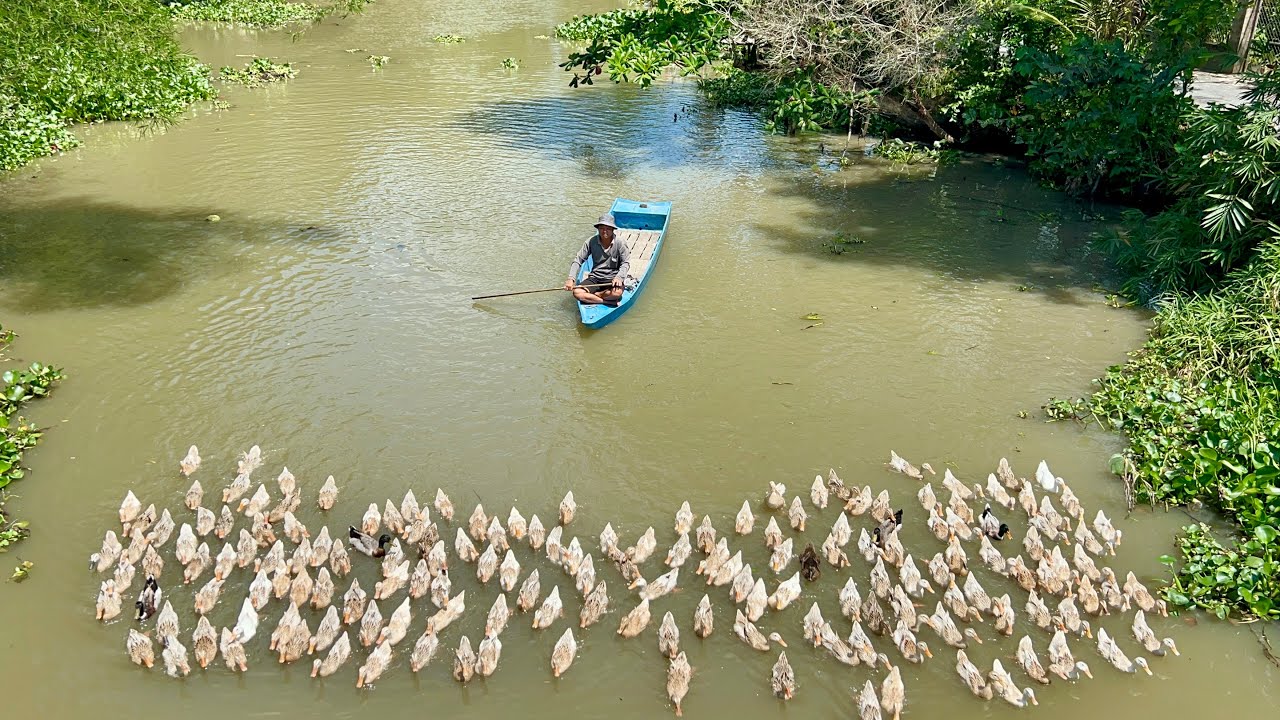 The scene of the countryside carrying ducks running in the field