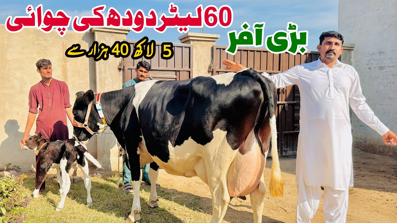 Hunjra Dairy Farm | Girlando Cow | Cow For Sale In Punjab | 40 KG Doodh Wali Gay | Pk Janwar Mandi
