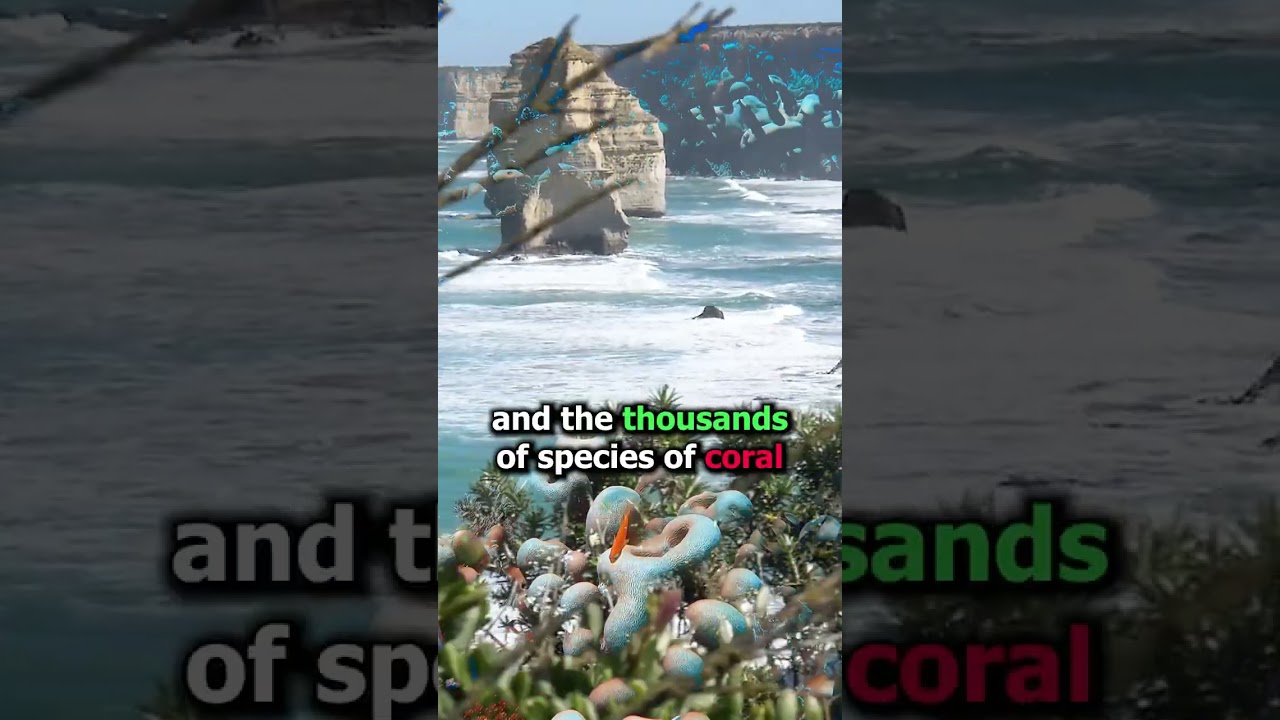 Why should you visit the Great Barrier Reef? #short #travel #vacationspot